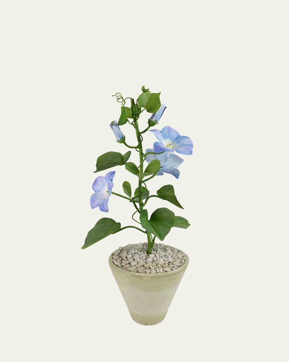 Morning Glory September Birth Flower in White Terracotta Pot